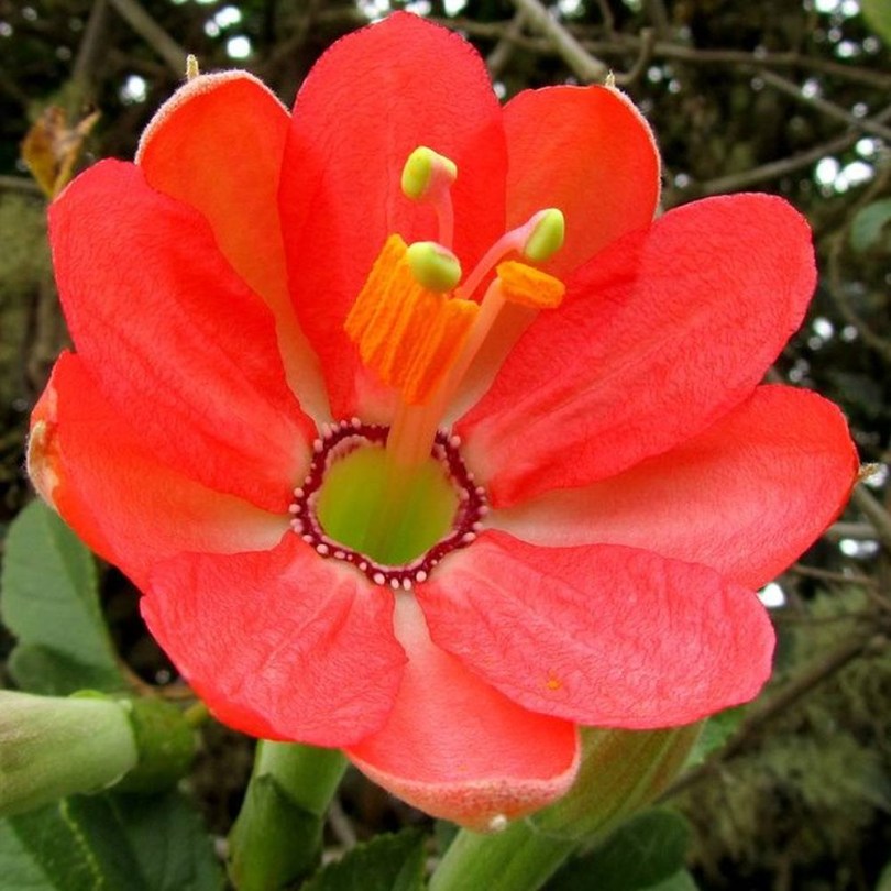 Hegyi Curuba - maracuja - passiógyümölcs 'Tumbo', Passiflora mixta , fagyérzékeny, gyümölcs